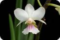 Holcoglossum amesianum